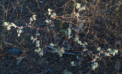 Tidestromia lanuginosa