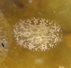 Corambe steinbergae