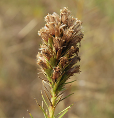 Liatris aestivalis