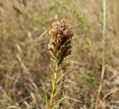 Liatris aestivalis