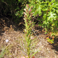 Liatris aestivalis