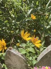 Helianthus simulans