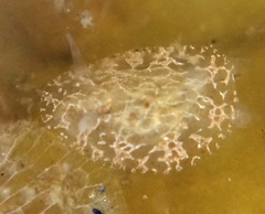 Corambe steinbergae