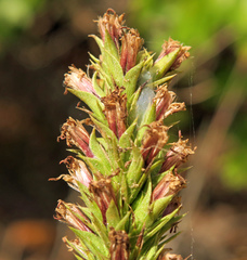 Liatris aestivalis