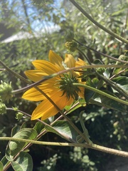 Helianthus simulans