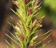 Liatris aestivalis