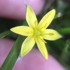 Hypoxis aurea