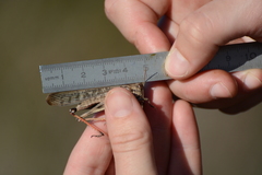 Locusta migratoria cinerascens