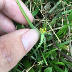 Hypoxis aurea