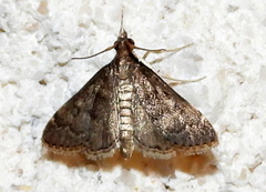 Steniodes declivalis