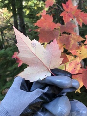 Acer rubrum image