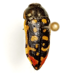 Acmaeodera paradisjuncta