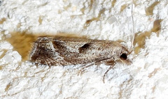 Pelochrista corosana