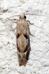 Pelochrista corosana