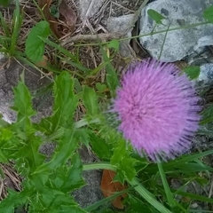 Cirsium mexicanum