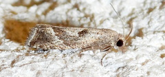 Pelochrista corosana