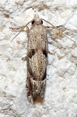 Pelochrista corosana