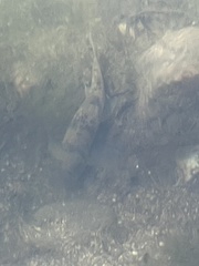 Pantosteus clarkii