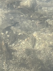 Pantosteus clarkii