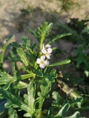 Cakile maritima