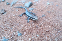 Notomabuya frenata