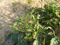 Cakile maritima