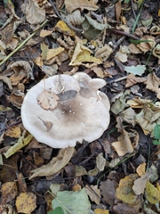 Clitocybe nebularis
