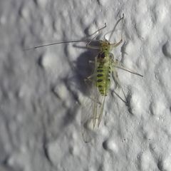 Calaphidina
