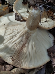 Clitocybe nebularis