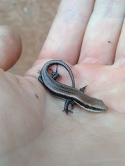 Notomabuya frenata