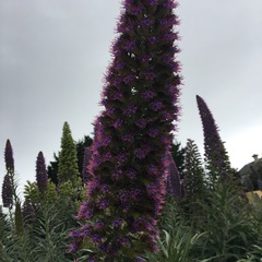 Echium candicans