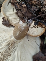 Clitocybe nebularis