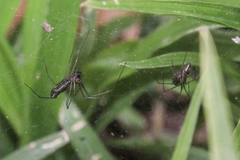 Microlinyphia sterilis