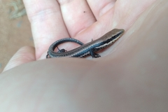 Notomabuya frenata