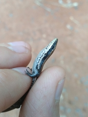 Notomabuya frenata