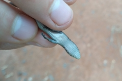Notomabuya frenata