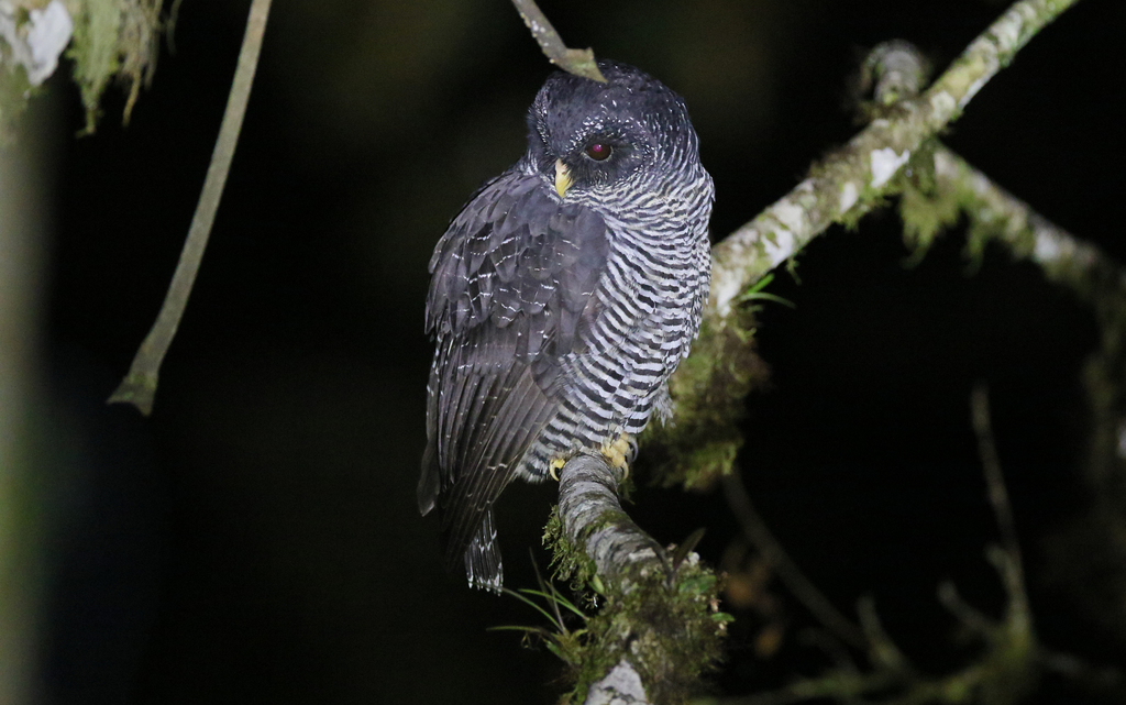 Black-banded Owl