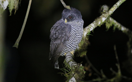 Black-banded Owl (Strix huhula), photo 4