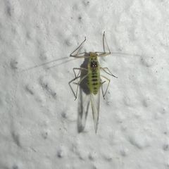 Calaphidina
