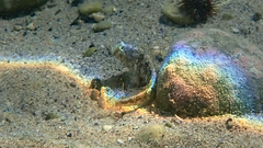 Parablennius tentacularis