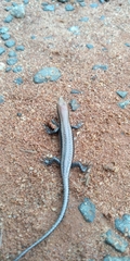 Notomabuya frenata