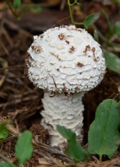 Saproamanita vittadinii