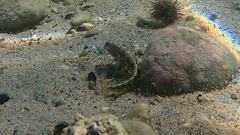 Parablennius tentacularis