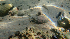 Parablennius tentacularis