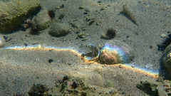 Parablennius tentacularis