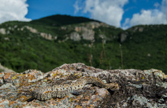 Crotalus molossus oaxacus