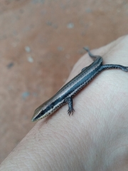 Notomabuya frenata