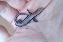 Notomabuya frenata