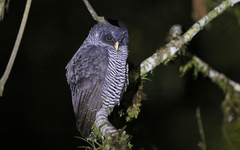 Strix huhula