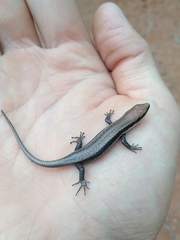 Notomabuya frenata